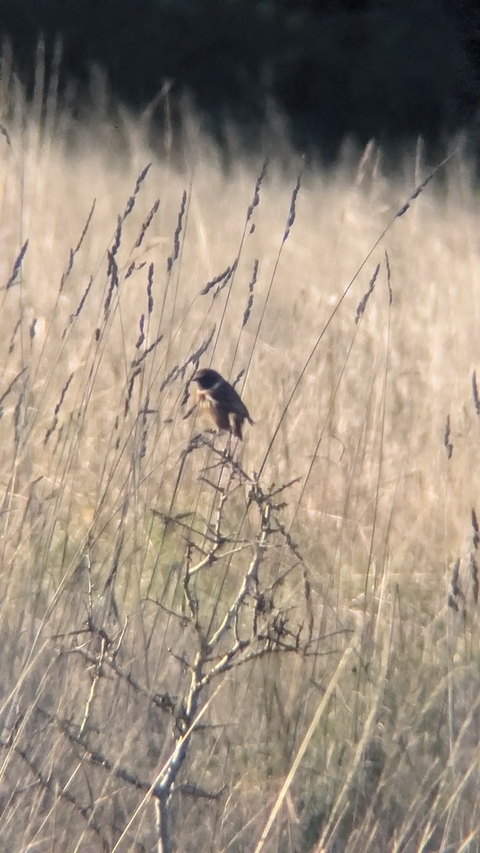 Трав'янка чорноголова - ML647505270