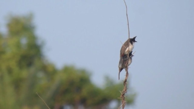 Бюльбюль червонощокий - ML647505286