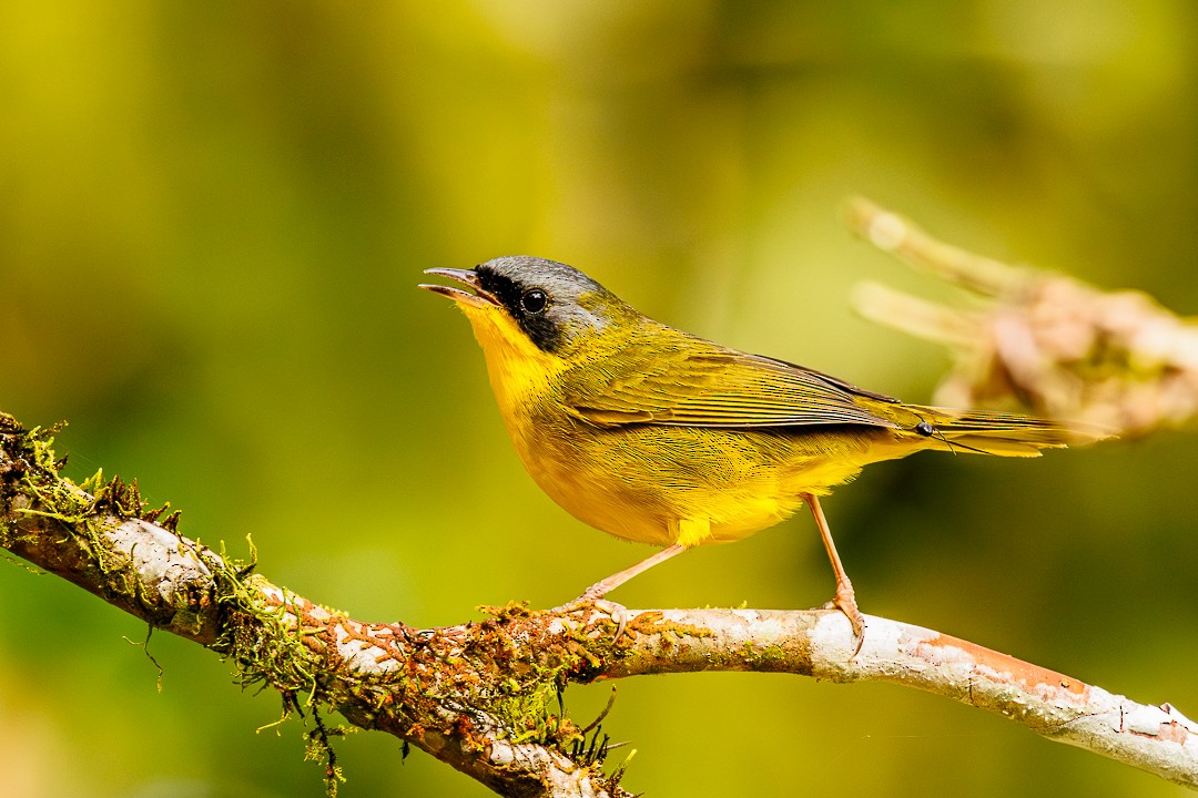 Southern Yellowthroat - ML647505291