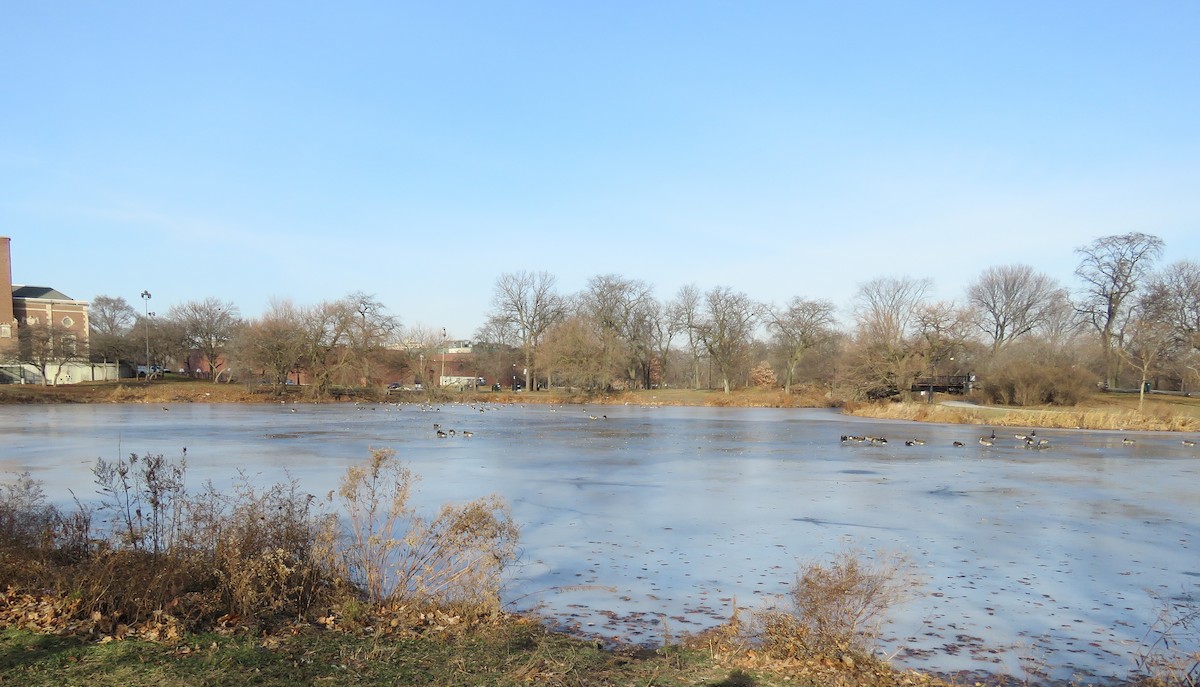 berneška velká - ML647505299