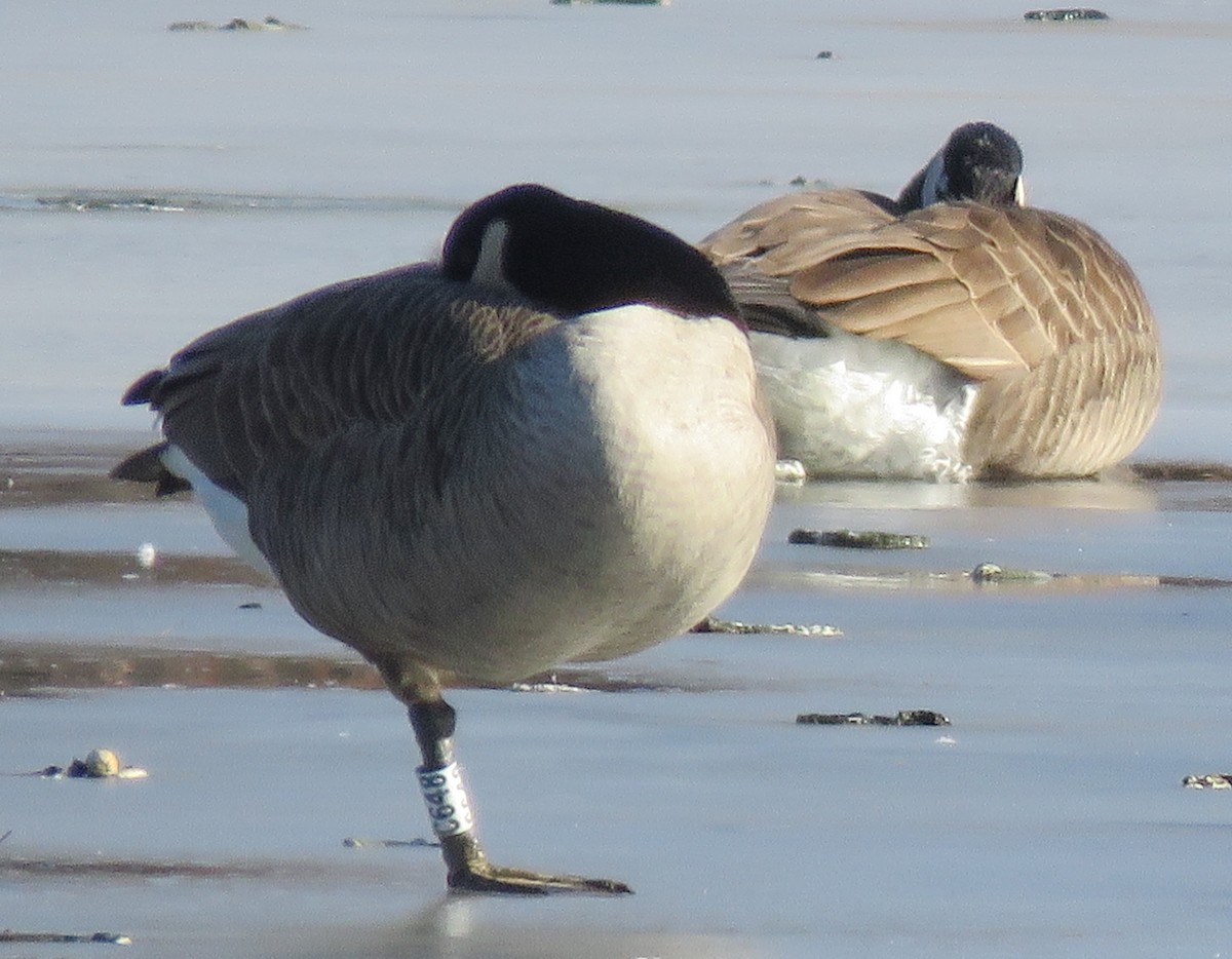 berneška velká - ML647505300