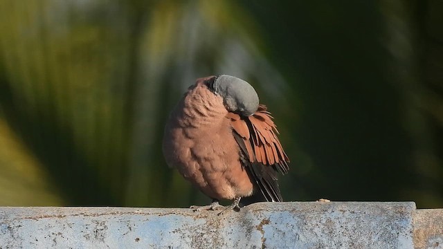 Горлиця короткохвоста - ML647505301