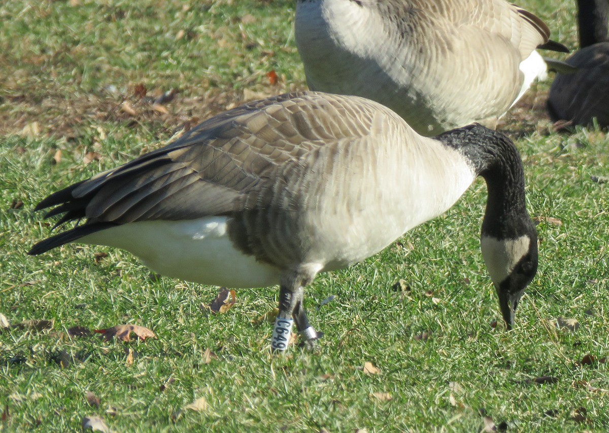 berneška velká - ML647505303