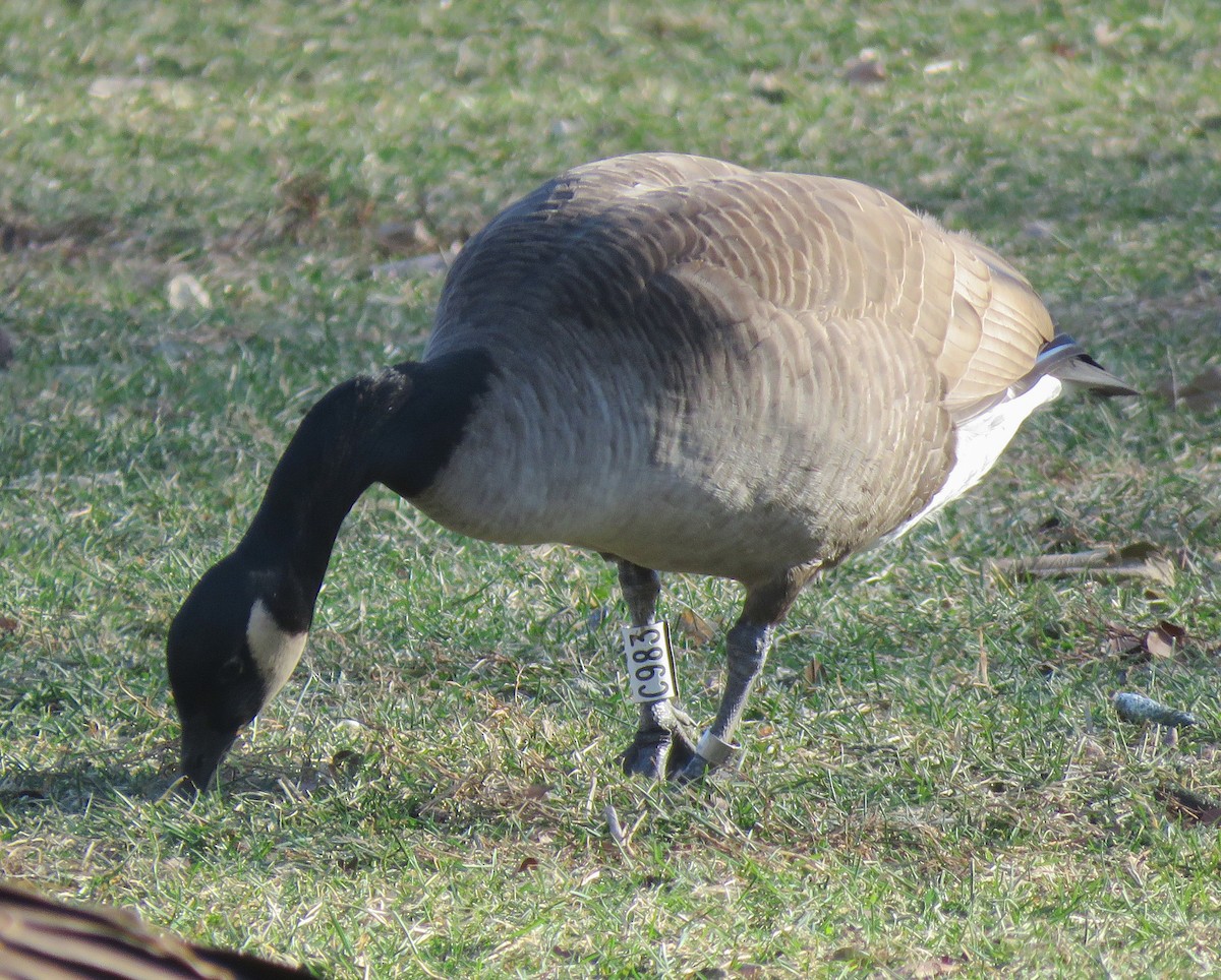 berneška velká - ML647505304