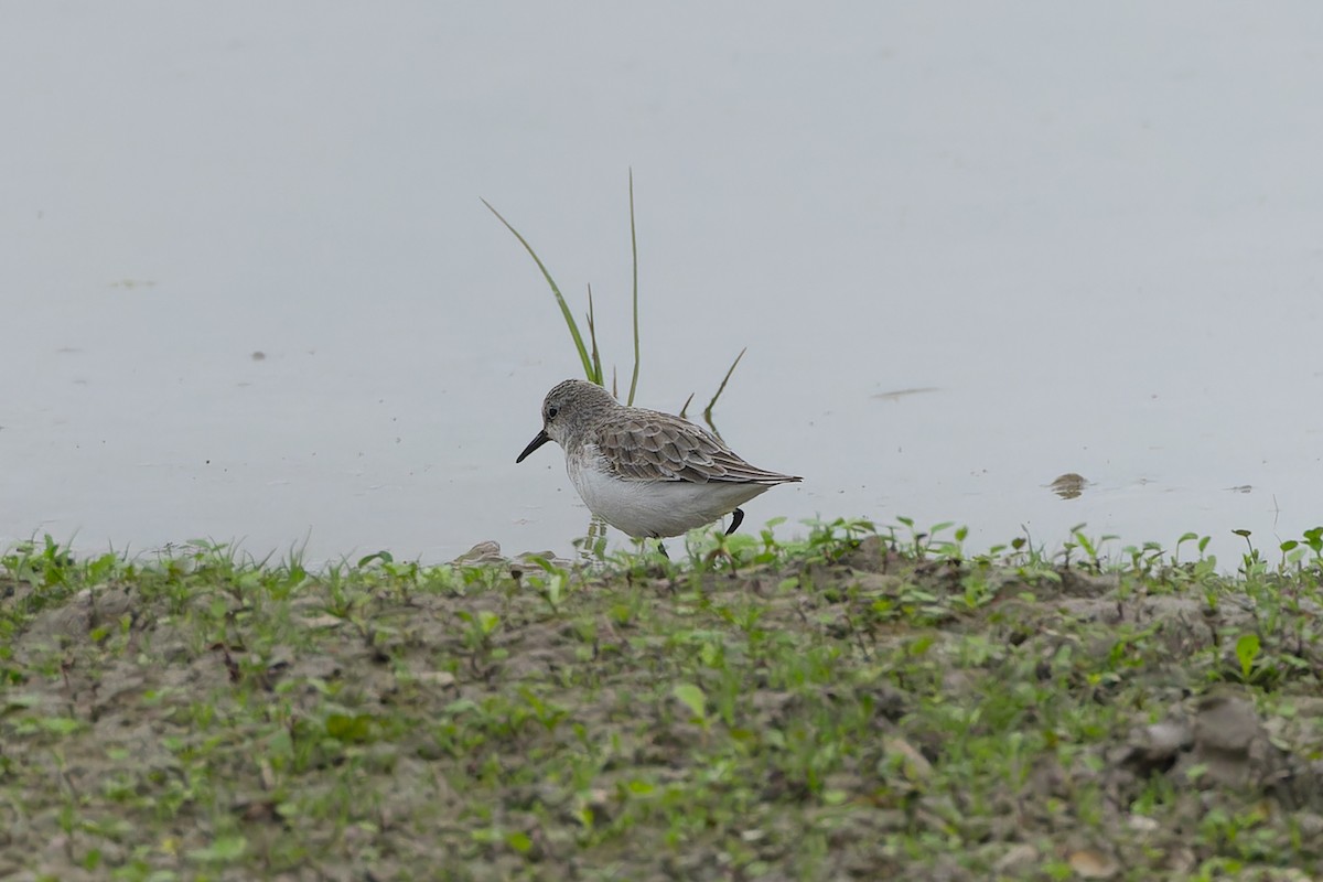 Little Stint - ML647505305