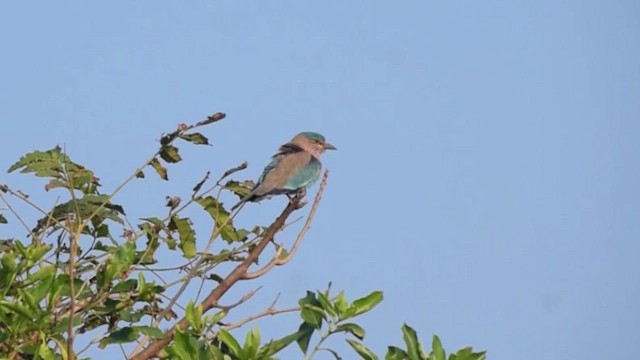 Сиворакша бенгальська - ML647505337