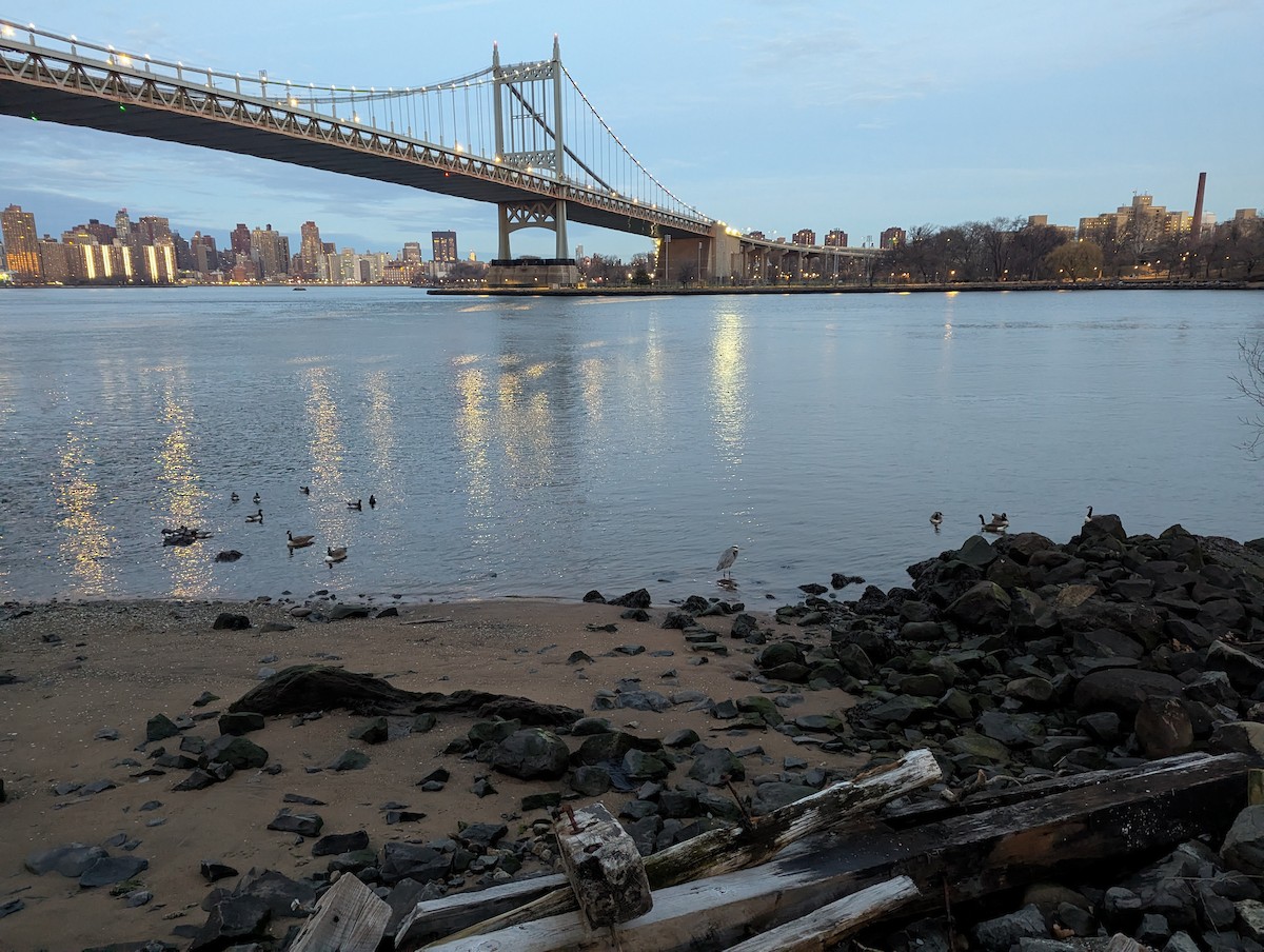 berneška velká - ML647505362