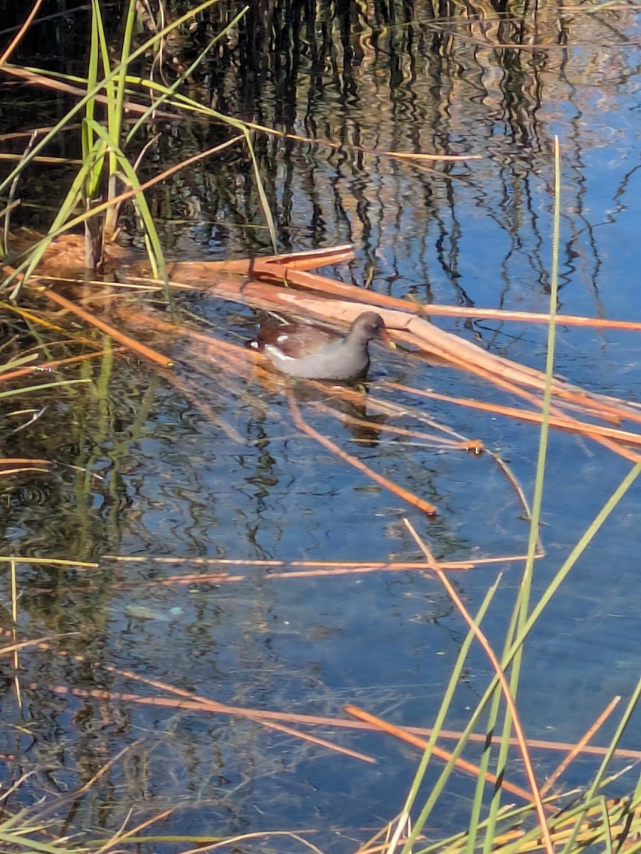 Курочка латиноамериканська - ML647505363