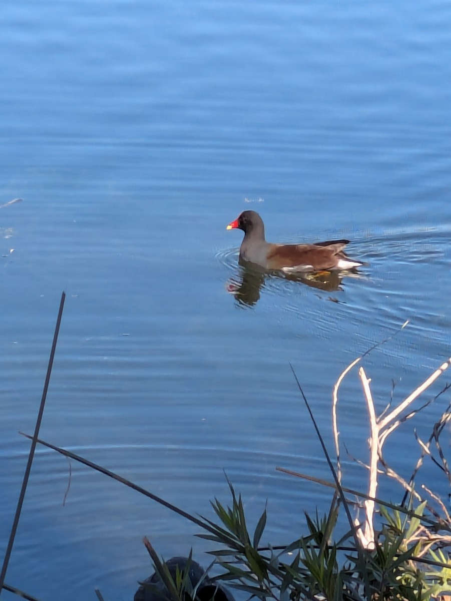 Курочка латиноамериканська - ML647505364