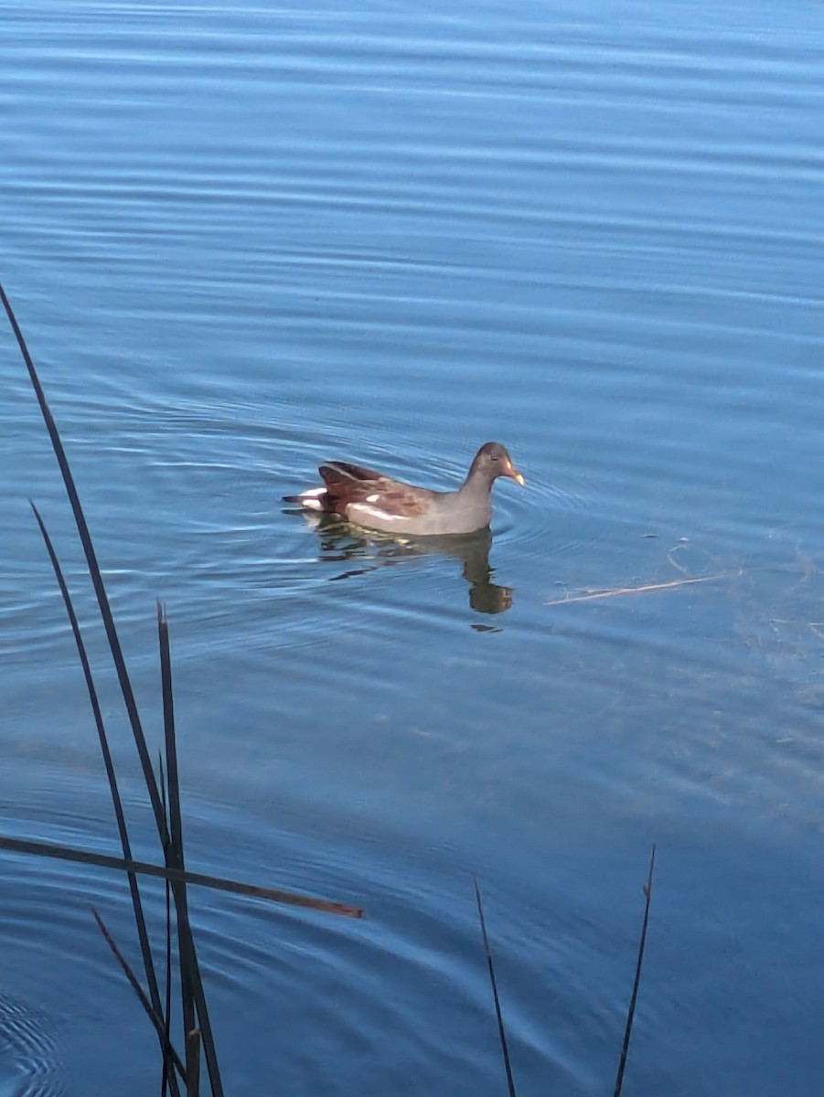 Курочка латиноамериканська - ML647505365