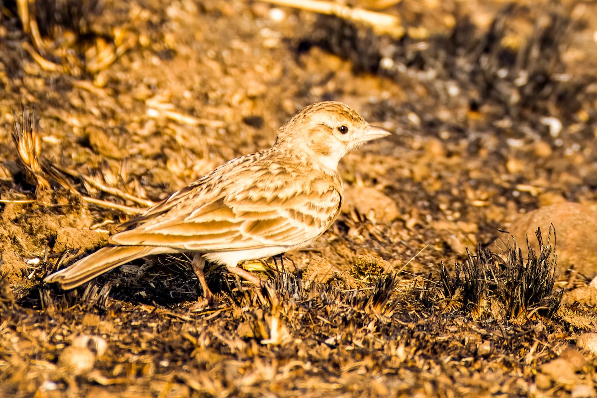 Alouette de Sykes - ML647505376