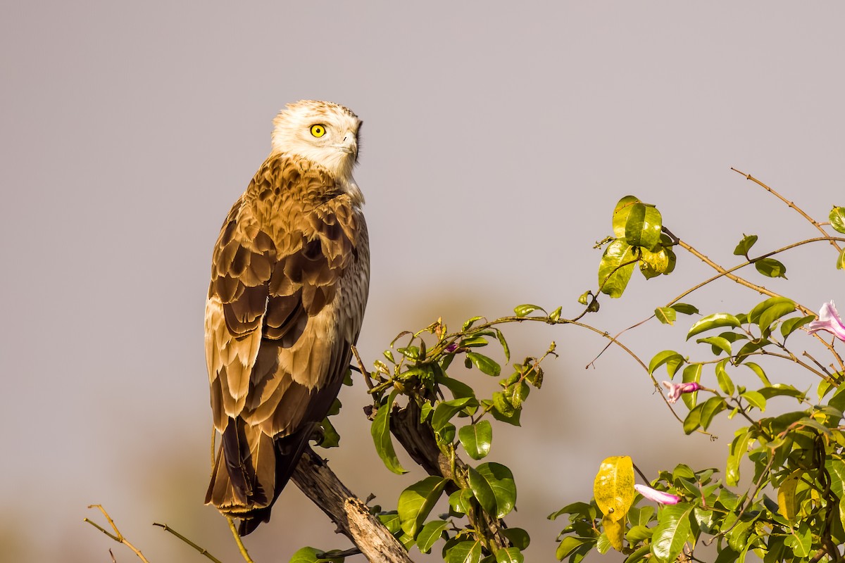 Short-toed Snake-Eagle - ML647505419