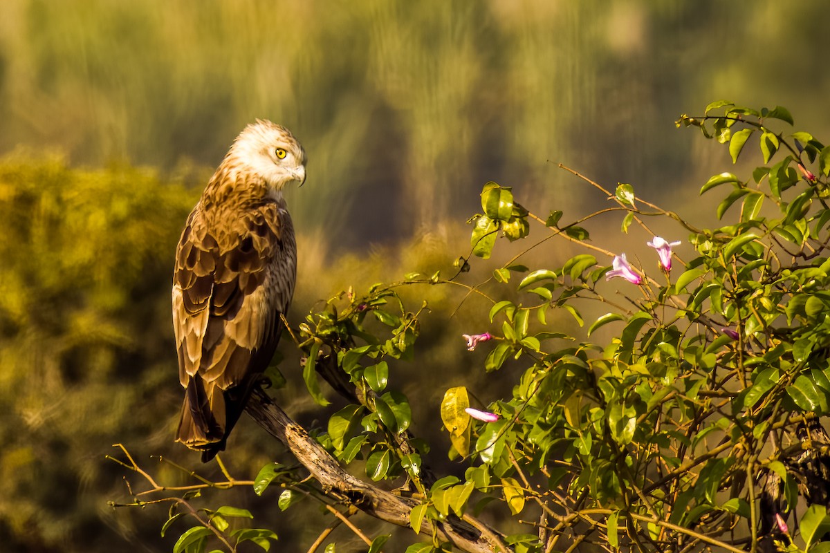 Short-toed Snake-Eagle - ML647505420