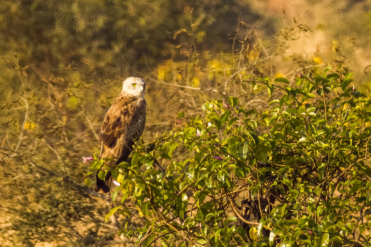 Short-toed Snake-Eagle - ML647505421