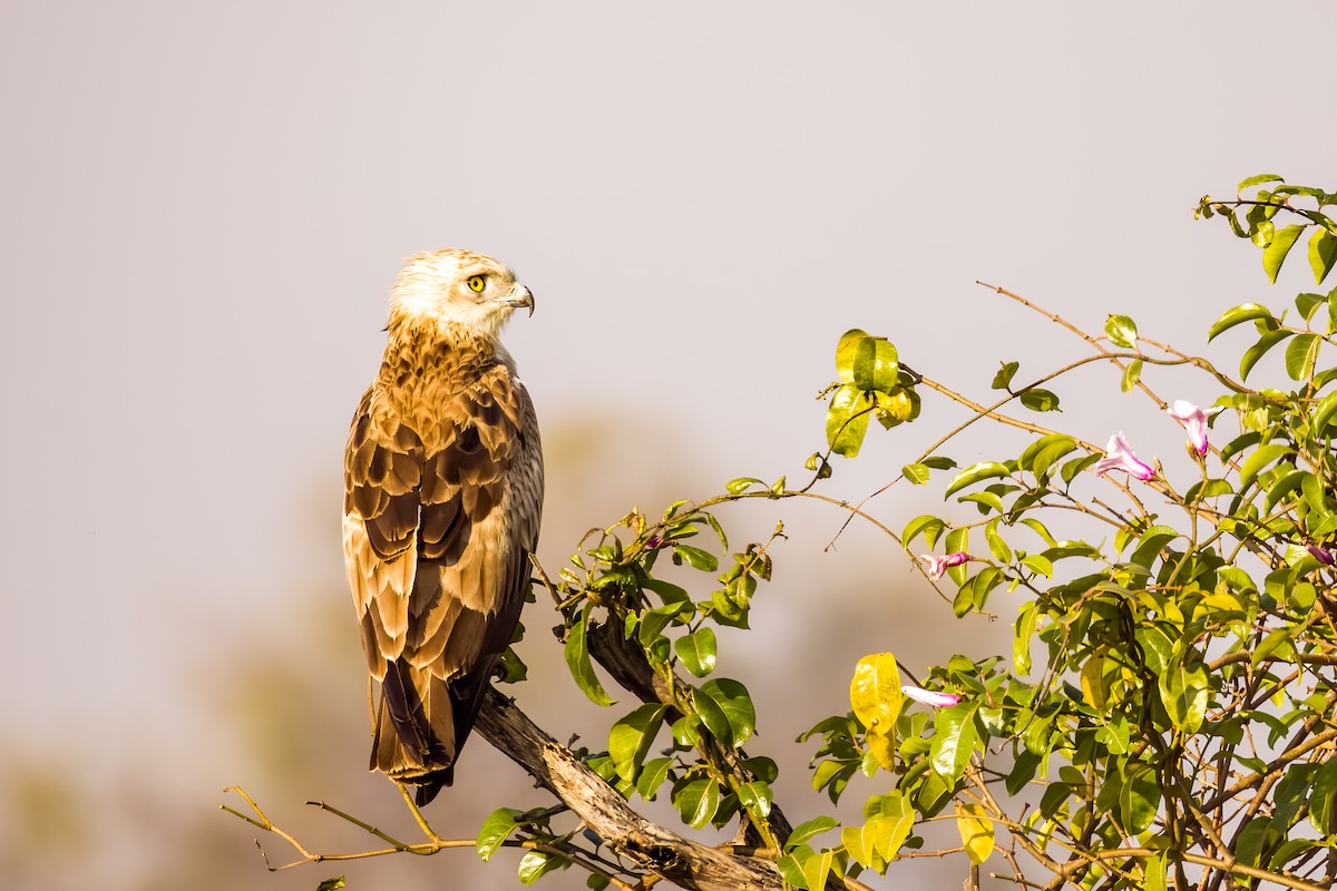Short-toed Snake-Eagle - ML647505422