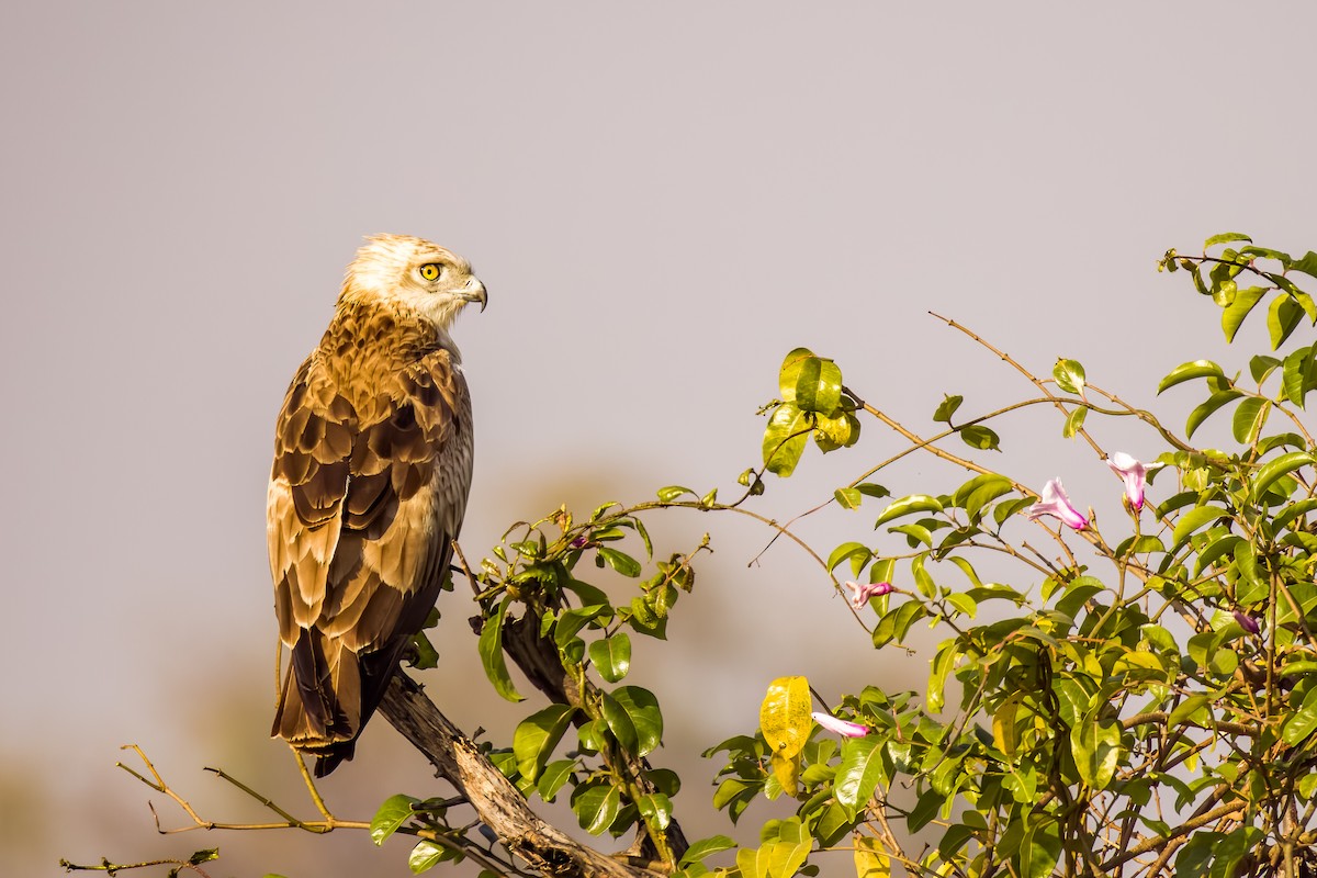 Short-toed Snake-Eagle - ML647505423