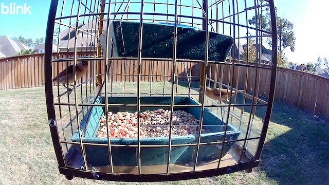 Мунія іржаста - ML647505463