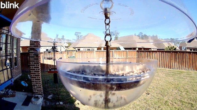 Мунія іржаста - ML647505464