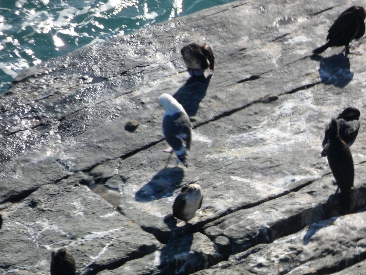 Lesser Black-backed Gull - ML647505481