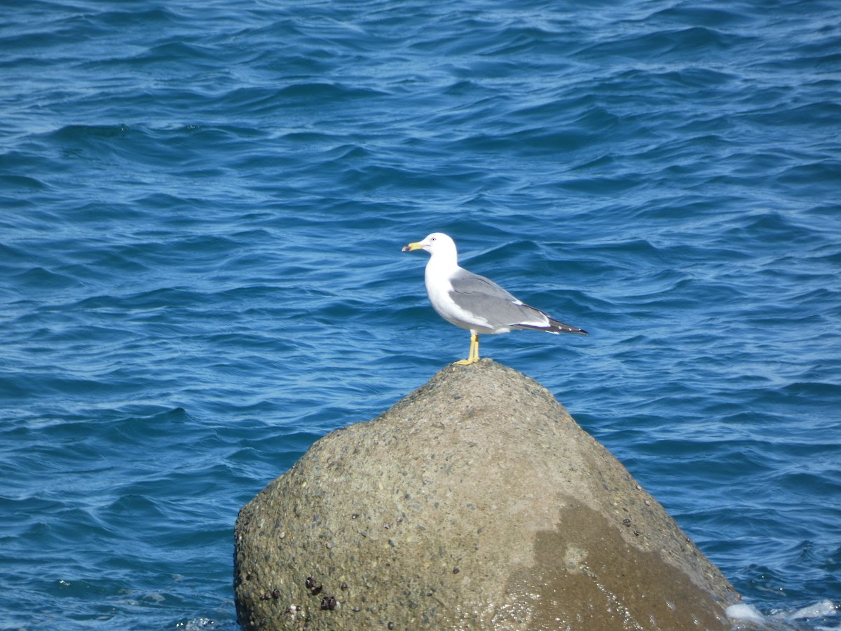 Black-tailed Gull - ML647505483