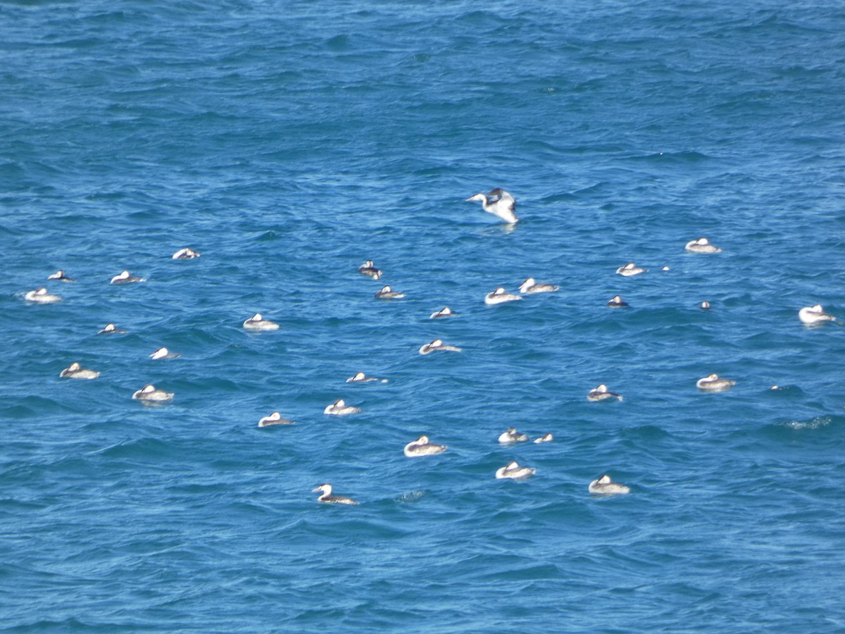 Great Crested Grebe - ML647505486