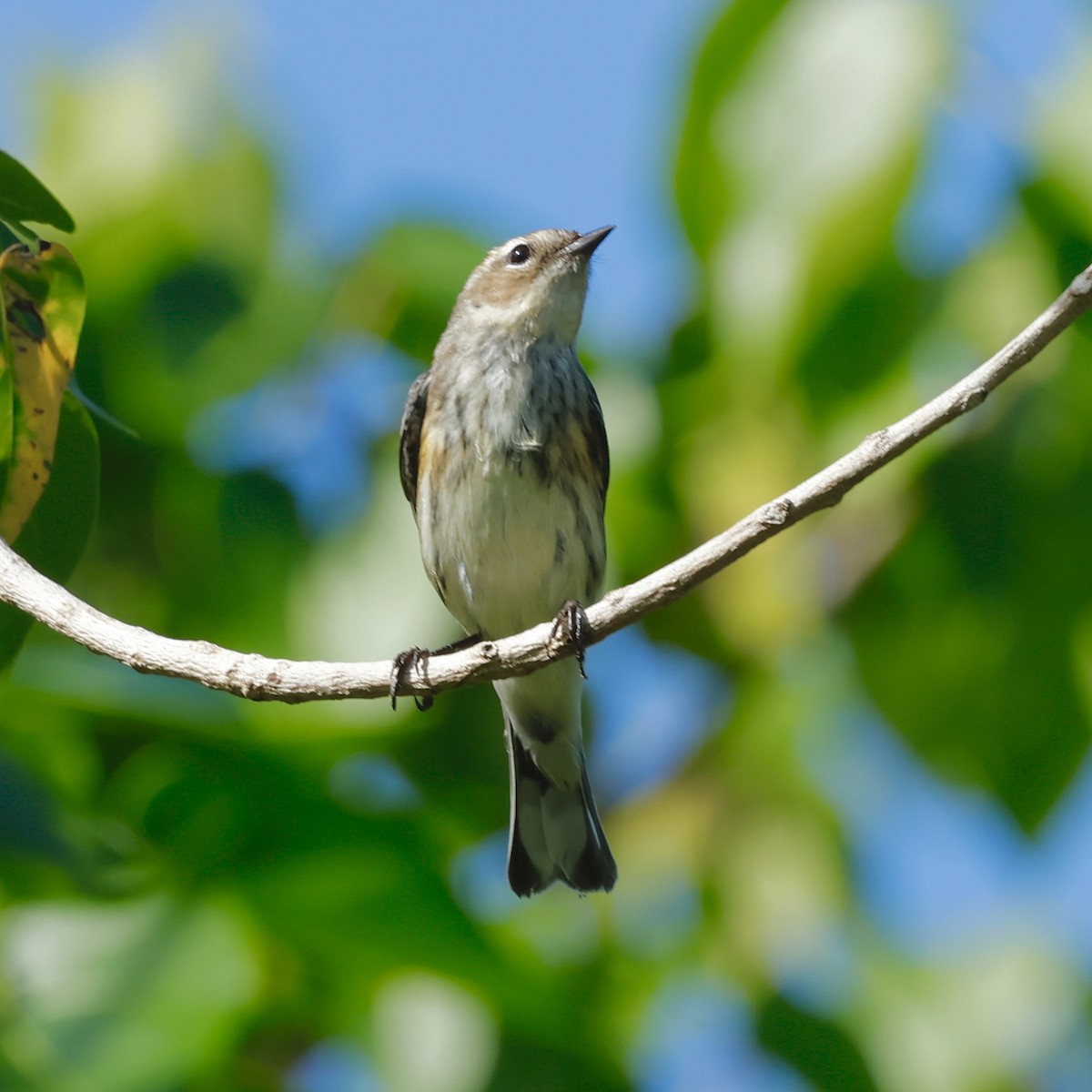 Yellow-rumped Warbler - ML647505488