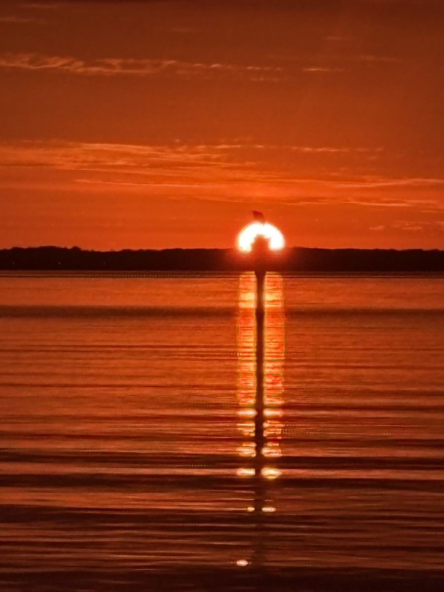 Great Blue Heron - ML647505493