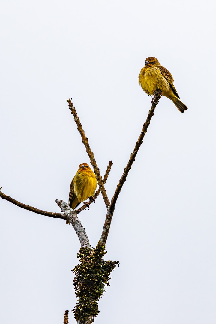 Saffron Finch - ML647505494