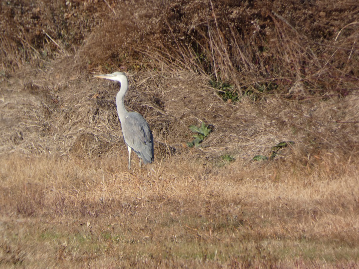 Gray Heron - ML647505496