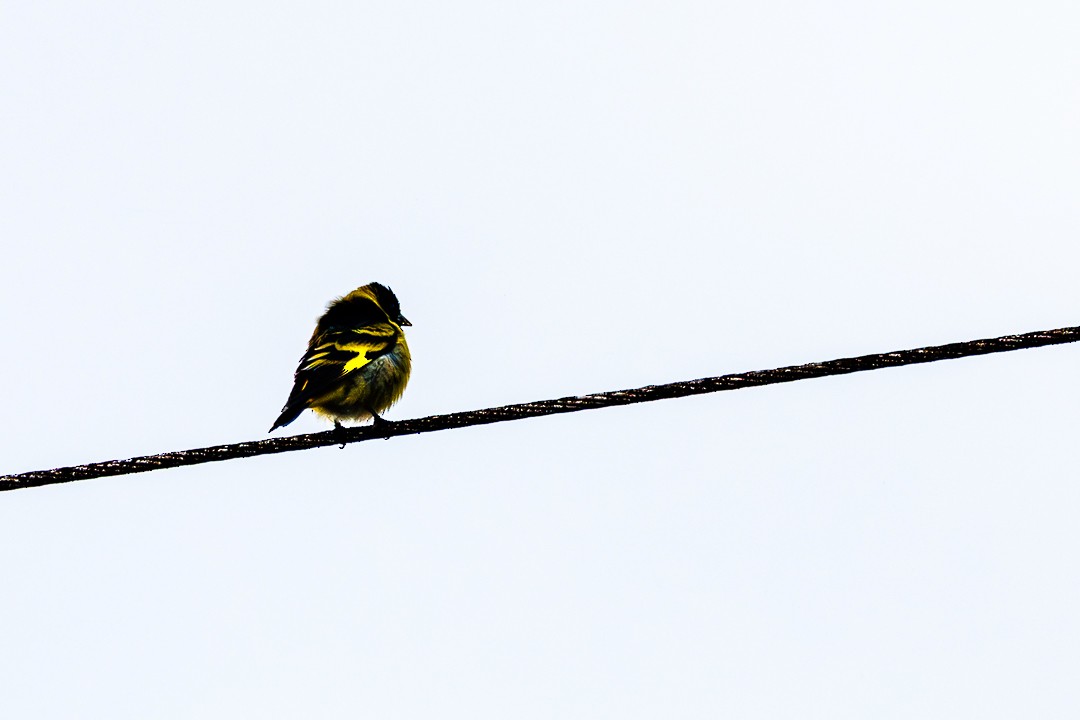 Hooded Siskin - ML647505498