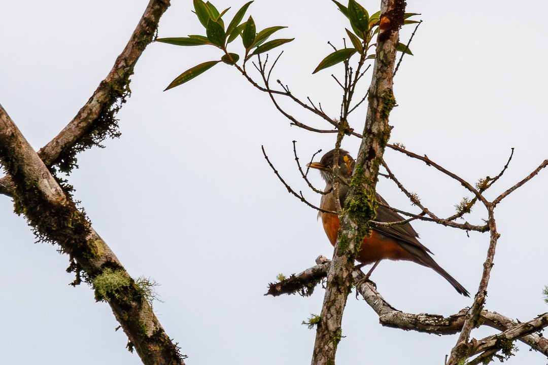 Rufous-bellied Thrush - ML647505499