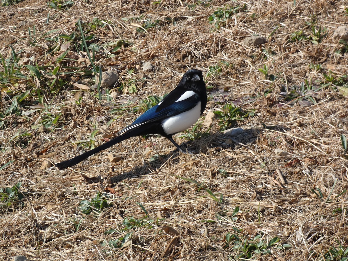 Oriental Magpie - ML647505500