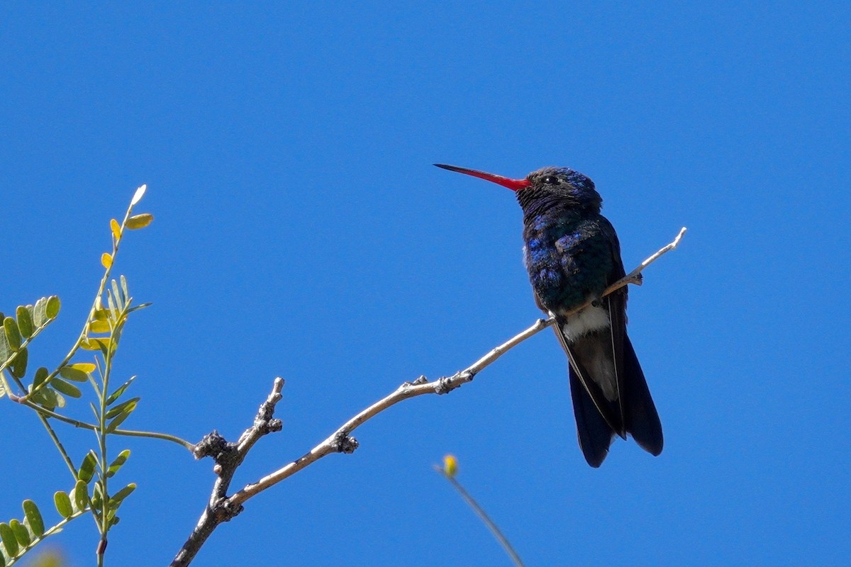 Broad-billed Hummingbird - ML647505501
