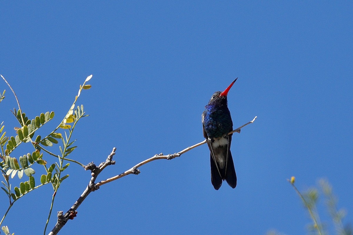 Broad-billed Hummingbird - ML647505502