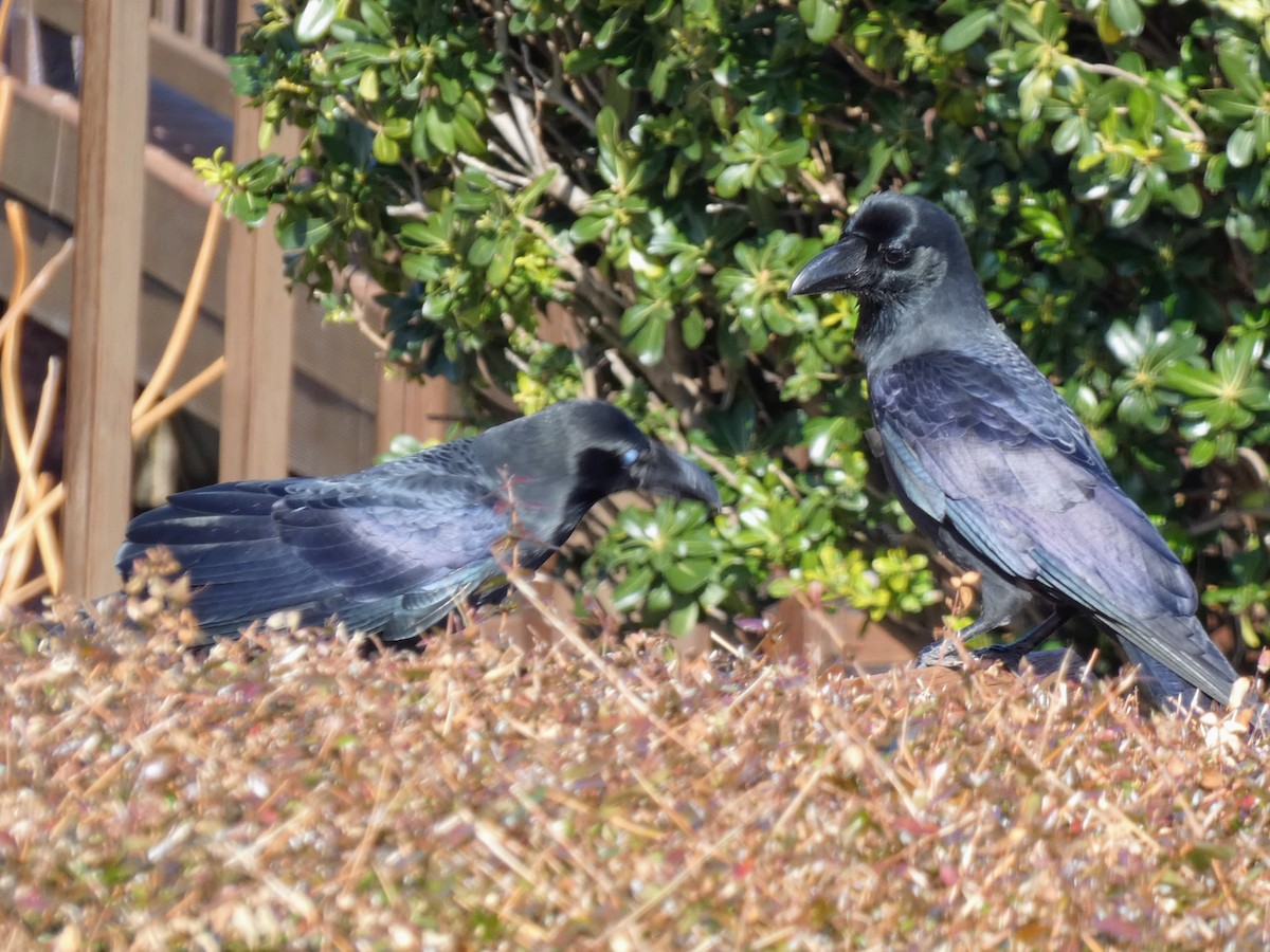 Large-billed Crow - ML647505503