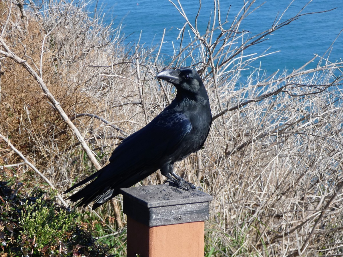 Large-billed Crow - ML647505504