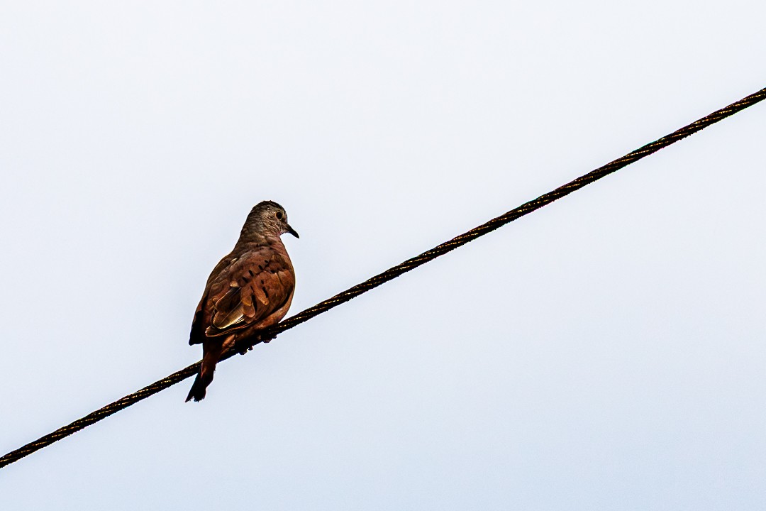 Ruddy Ground Dove - ML647505505