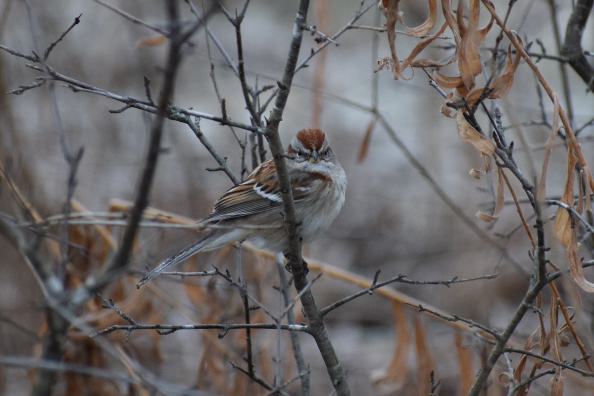 American Tree Sparrow - ML647505507