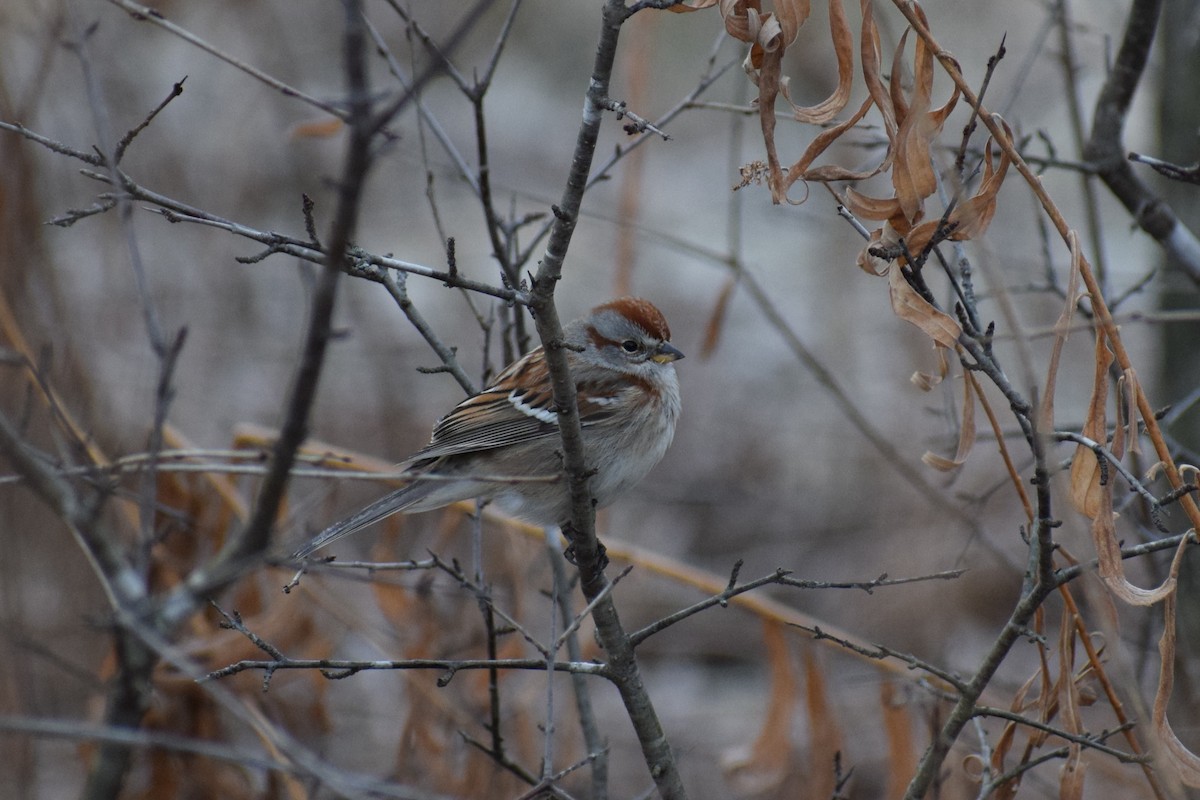 American Tree Sparrow - ML647505508
