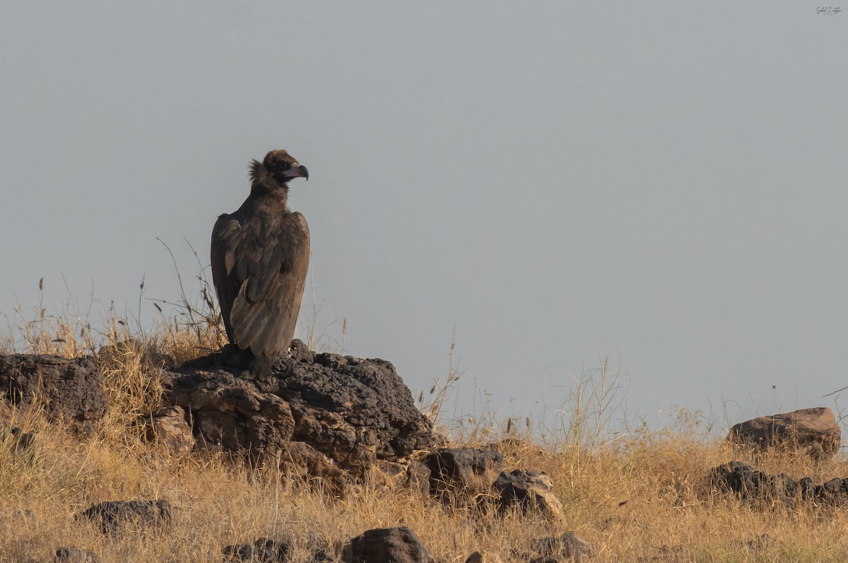 Cinereous Vulture - ML647505509
