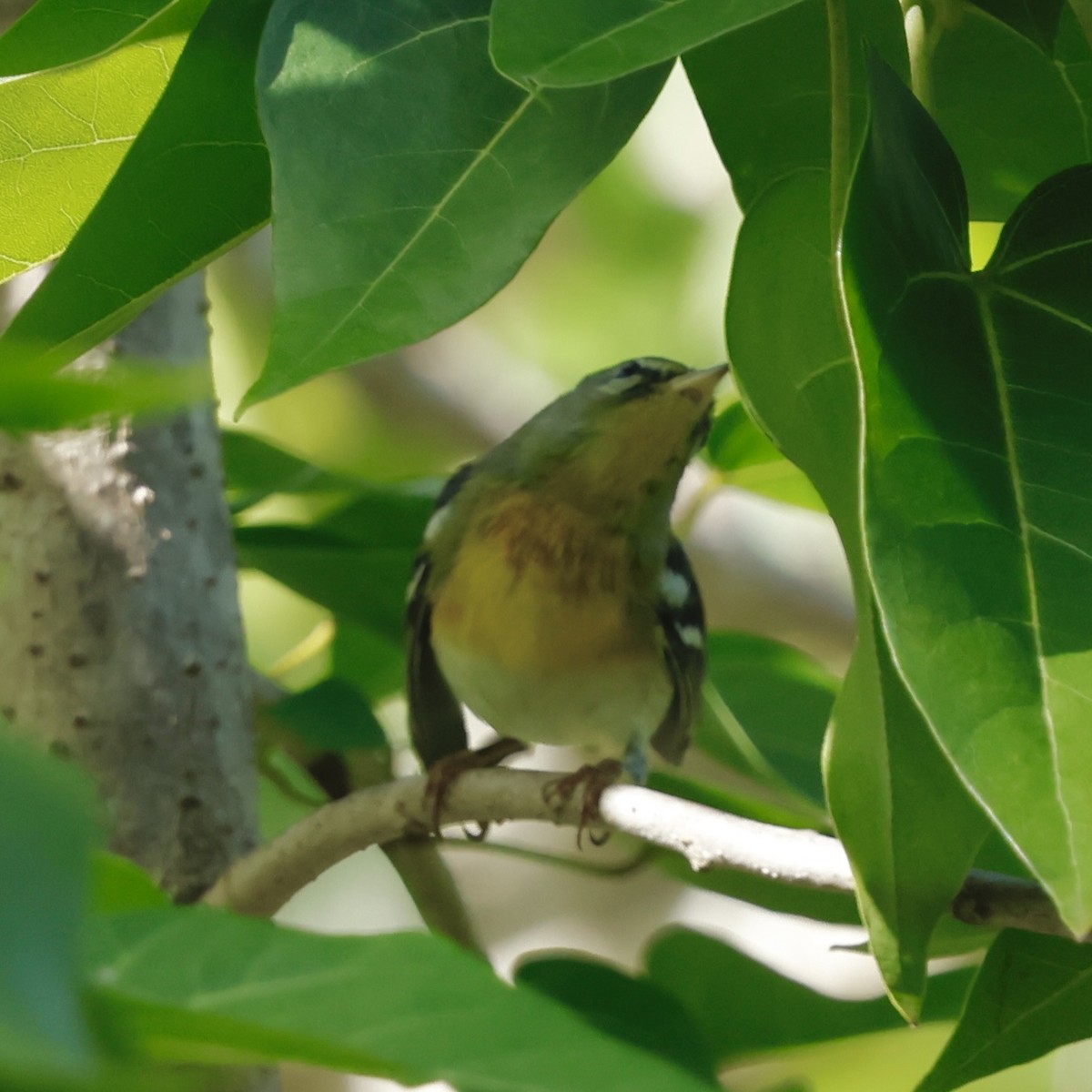 Northern Parula - ML647505513