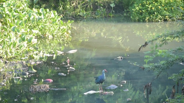 Султанка сіроголова - ML647505515