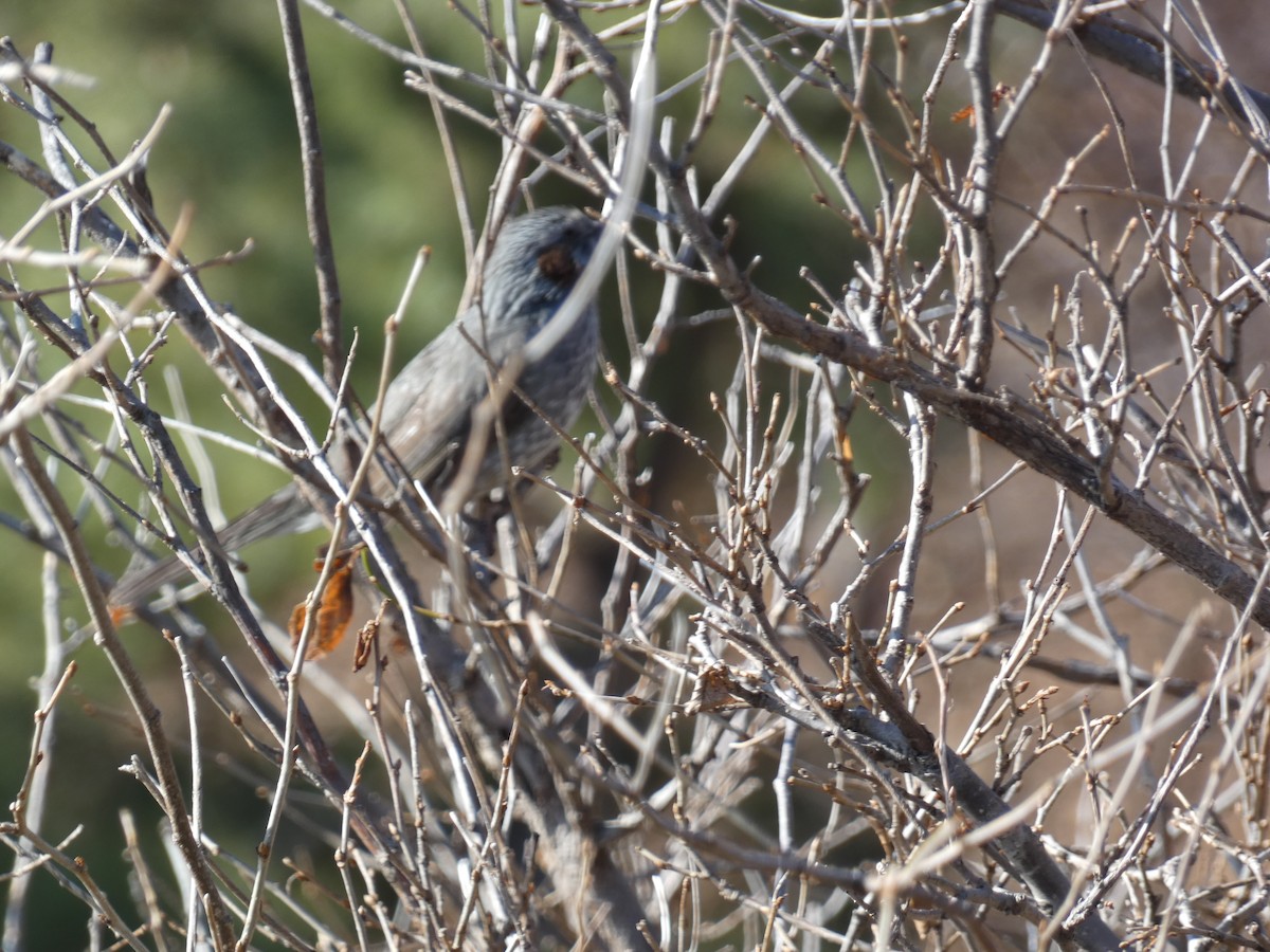 Brown-eared Bulbul - ML647505516