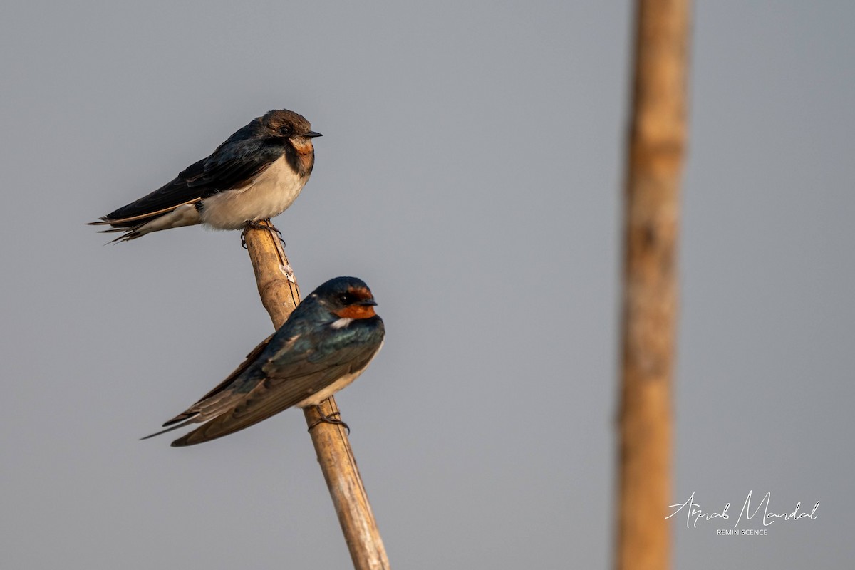 Barn Swallow - ML647505518