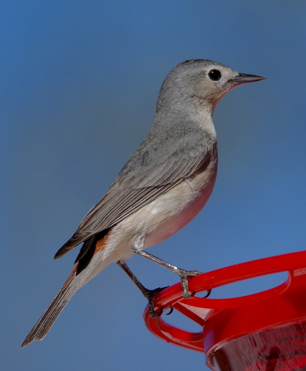 Lucy's Warbler - ML647505519