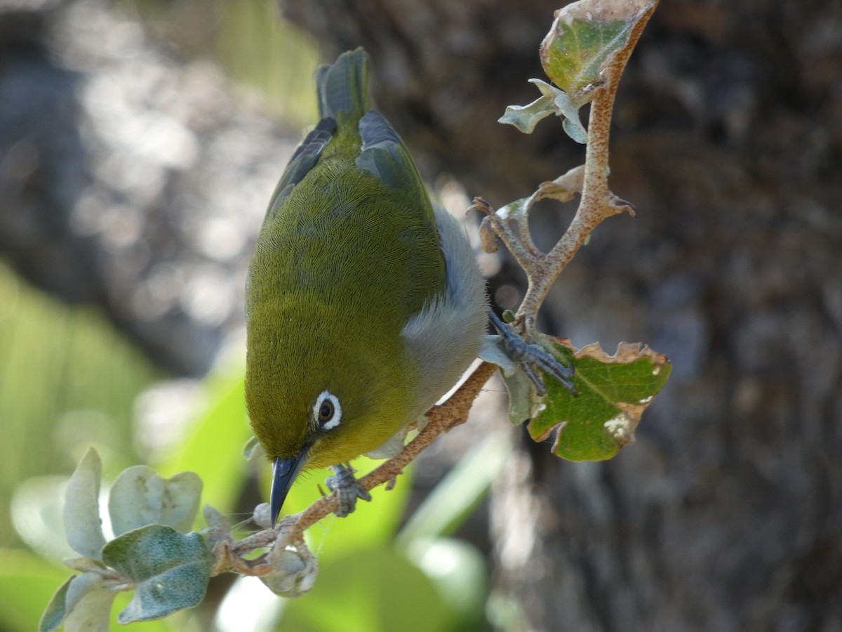 Warbling White-eye - ML647505522