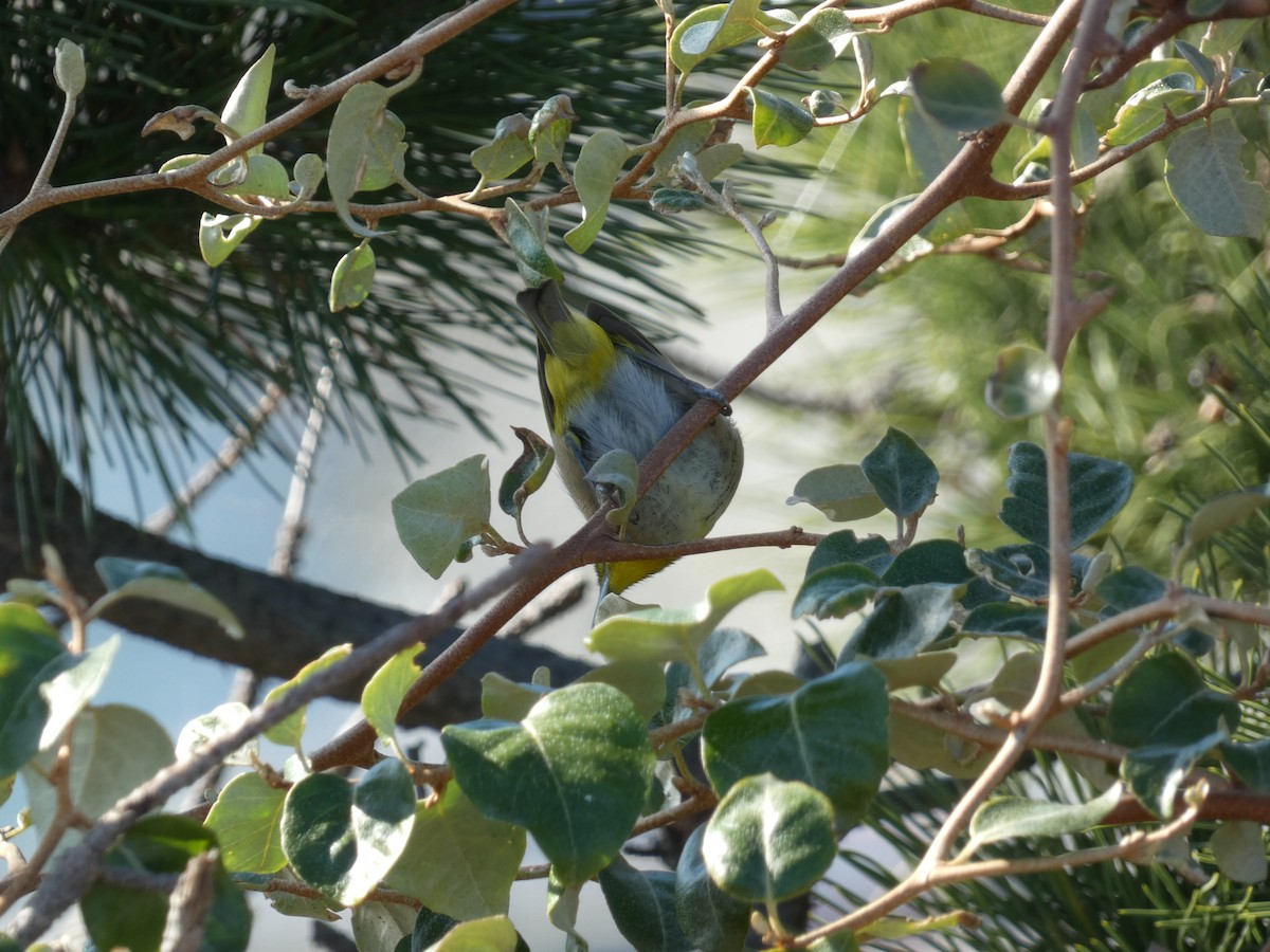 Warbling White-eye - ML647505523