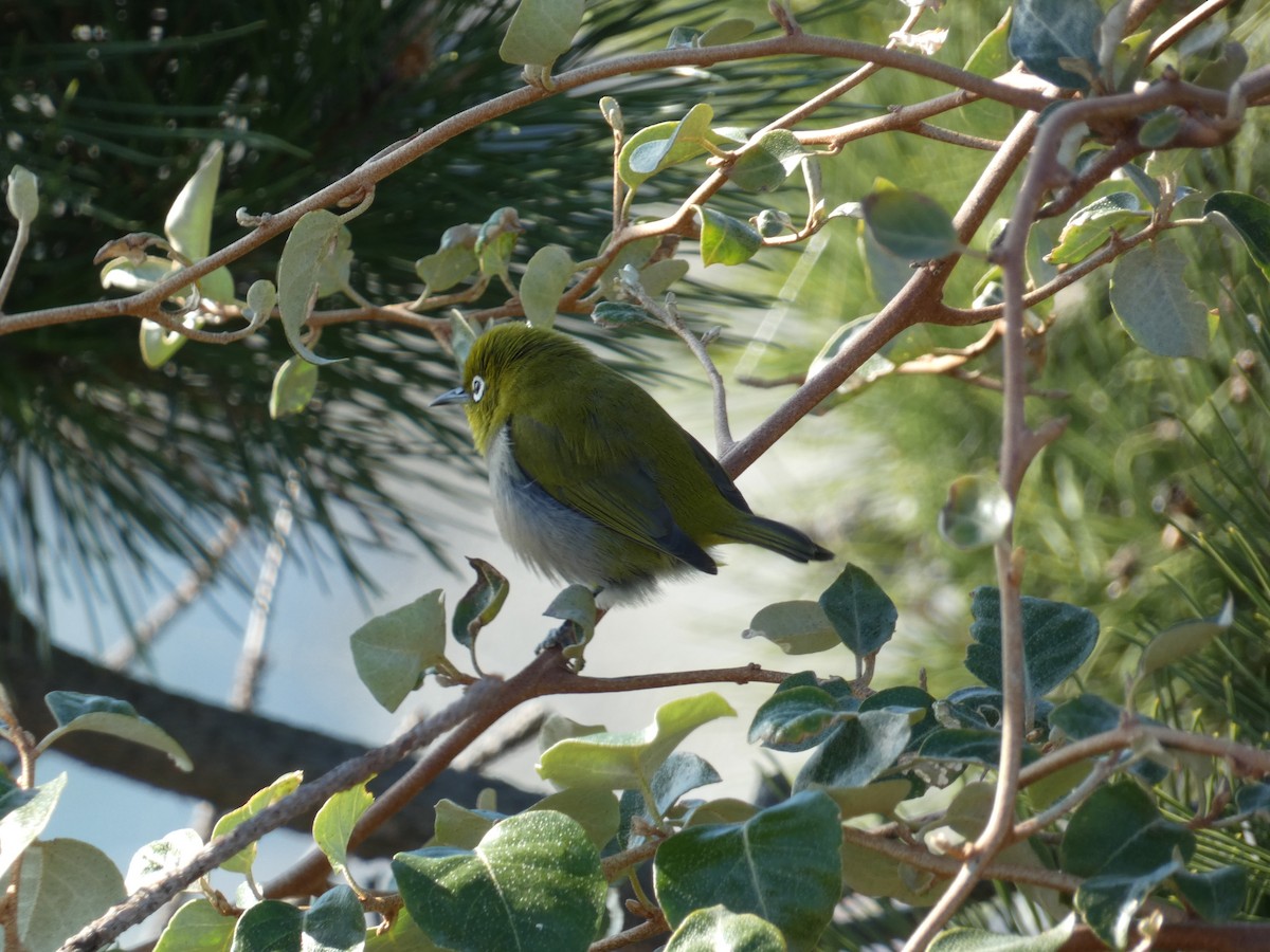 Warbling White-eye - ML647505526
