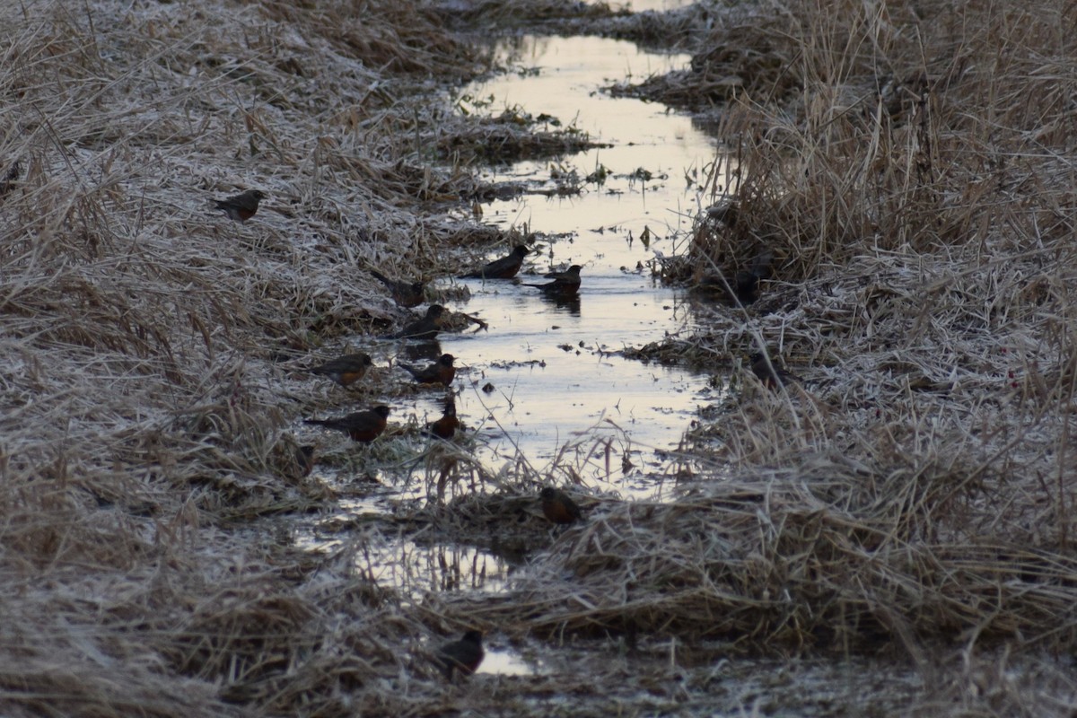 American Robin - ML647505529