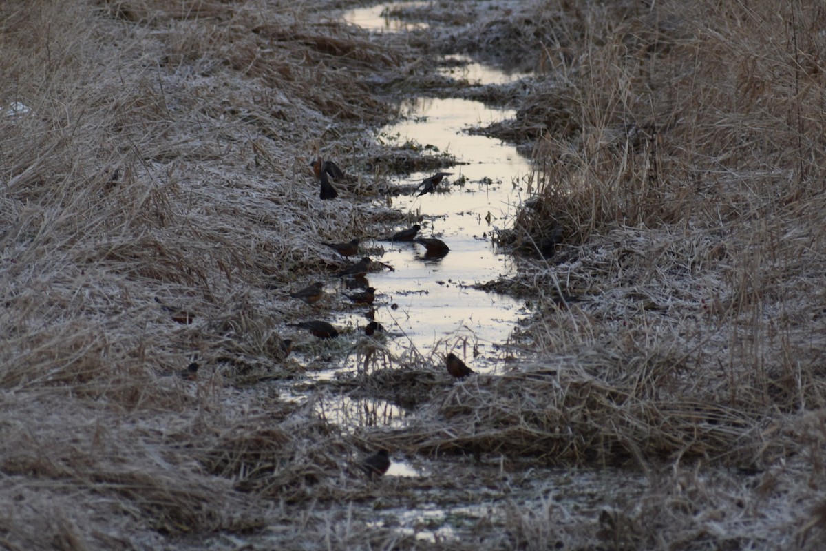 American Robin - ML647505530